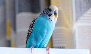 Vendo Periquitos de cor Azul com 1 ano de idade.