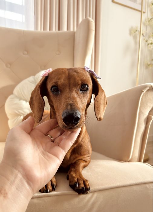 Jamnik Piękny „ROMEO” piesek miniaturka czekoladowy