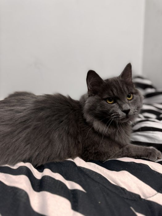 Грей серьезний хлопець шукає сім'ю