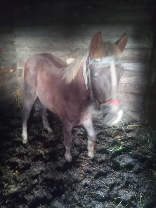 Продається лоша від спокійної кобили віком 6місяців