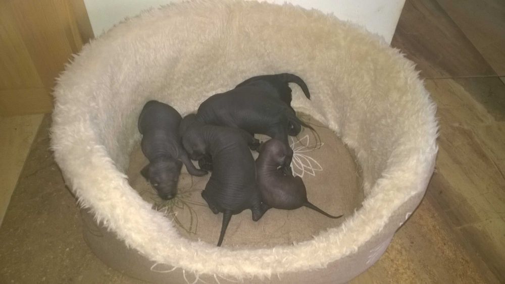 Nagi Pies Meksykański miniaturowy   Riki Xolo Badania DNA