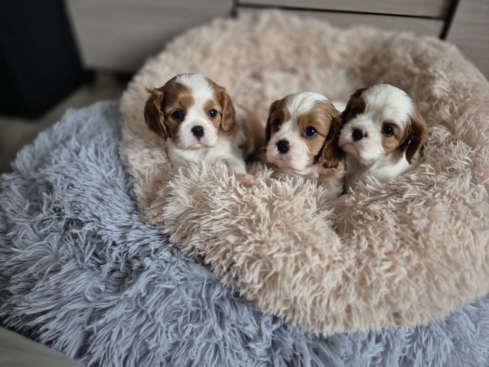 Cavalier King Charles Spaniel - suczka blenheim