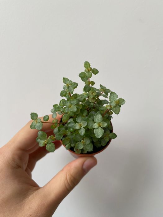 Pilea glaucophylla Greyzy do terrarium