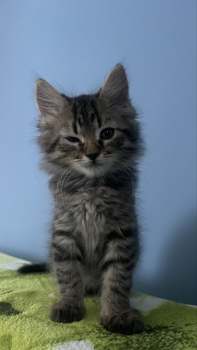 Кошенята, котики