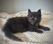 Czarny kocurek maine coon!!!
