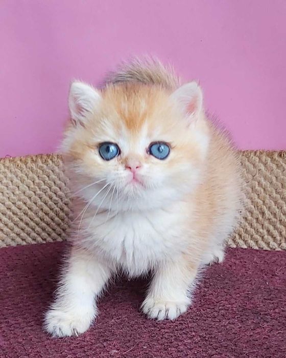 Британські Золоті шиншили дівчатка Іріс та Ізабель