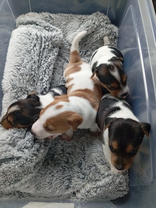 Jack Russell Terrier