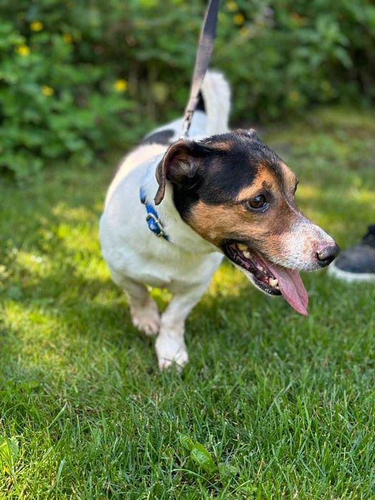 Przylepna tulasna sunieczka szuka domu adoptuj