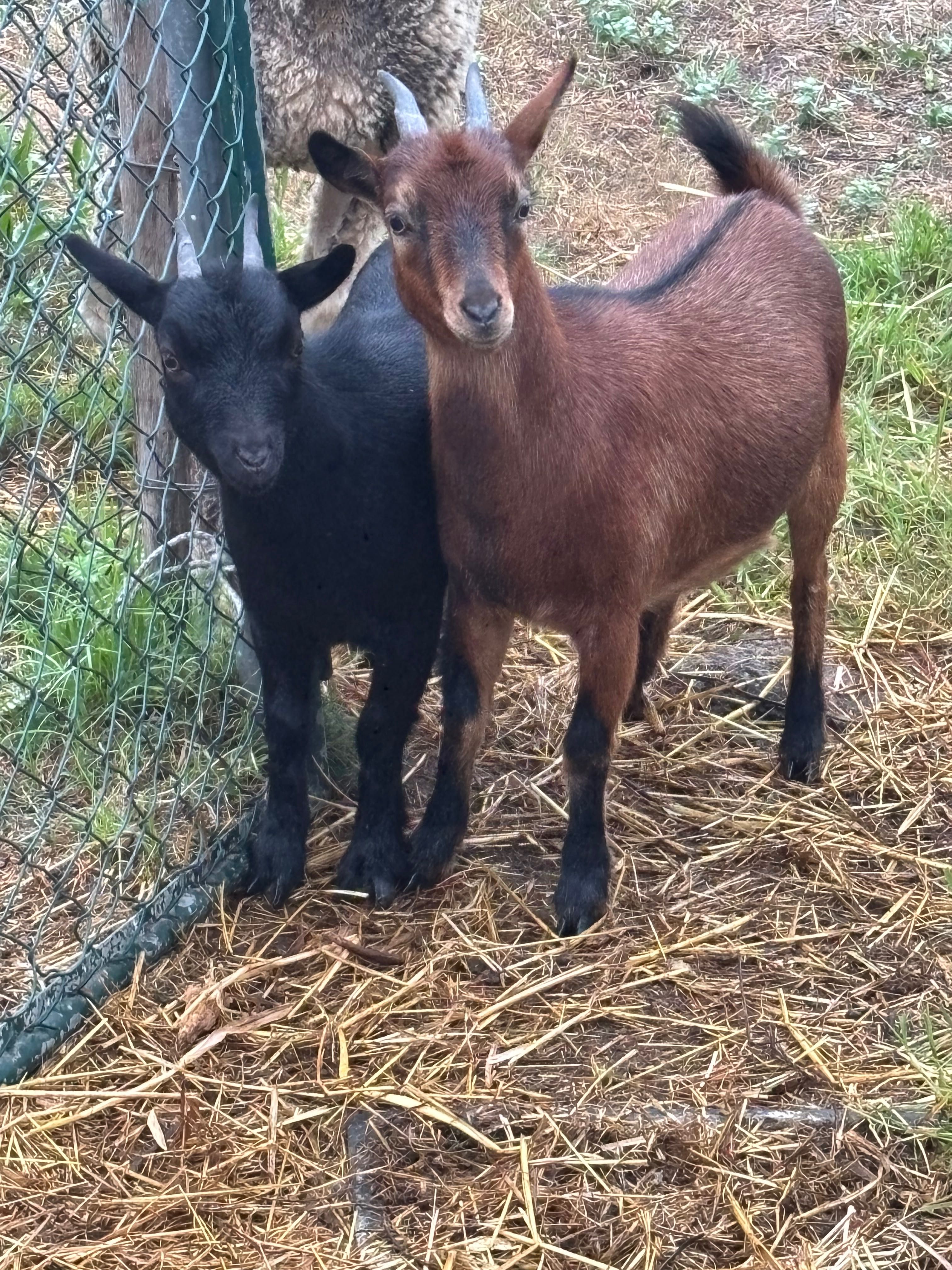 Duas cabras anas