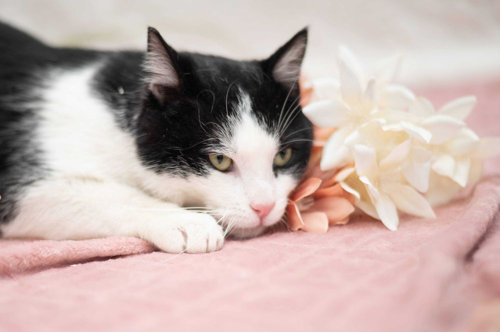 DARIO kocur do adopcji