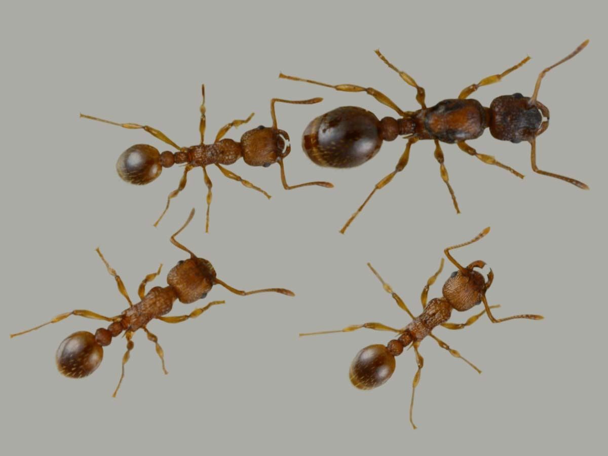 Муравьи Myrmica lonae