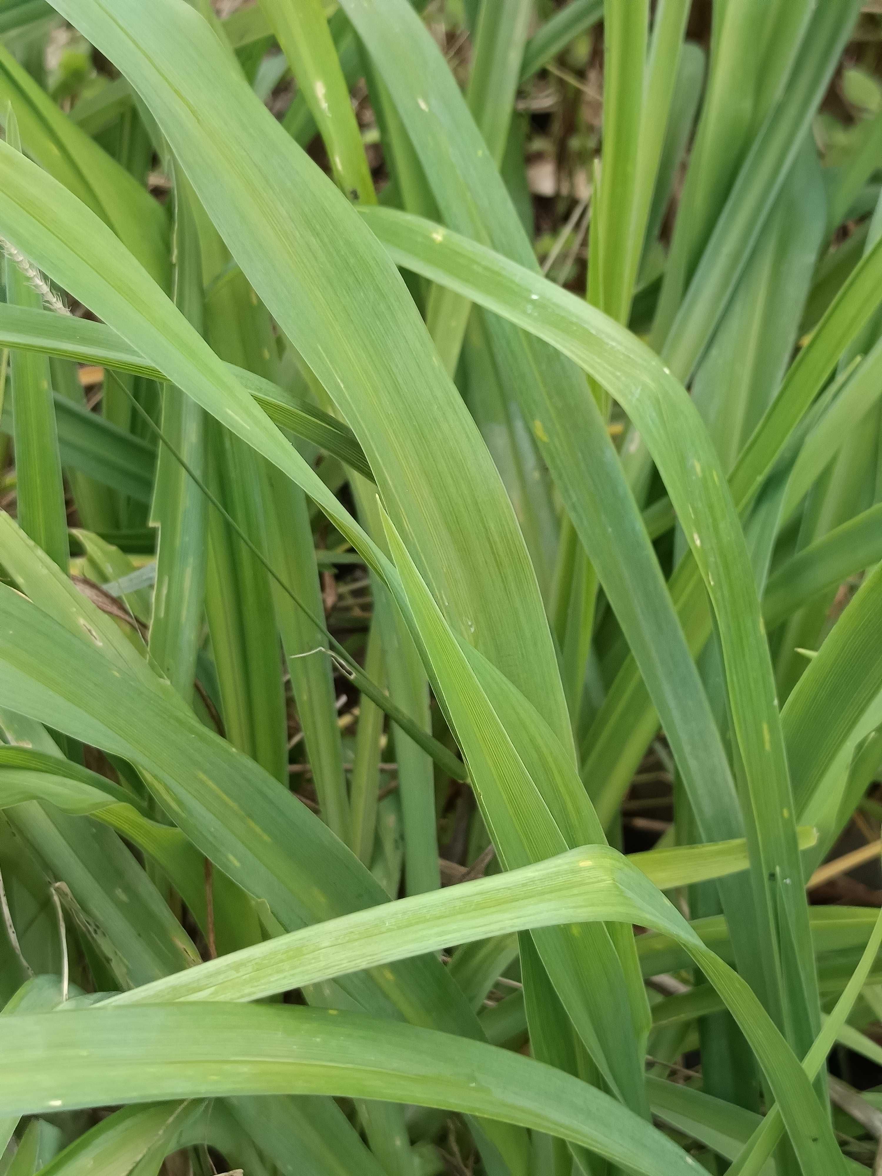 Hemerocallis fulva