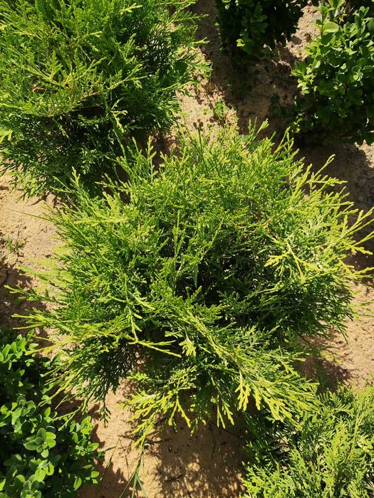 Туя Даніка Ауреа