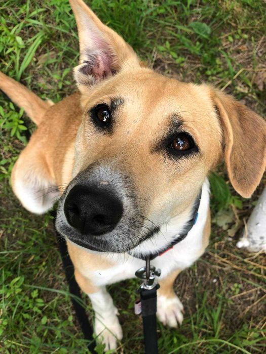 Лагідна дівчинка Ліла шукає дім