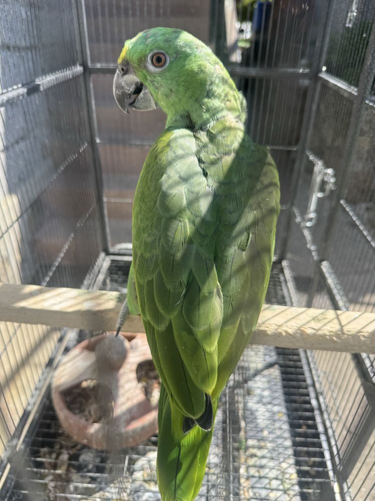 Amazona auropaliata 2025