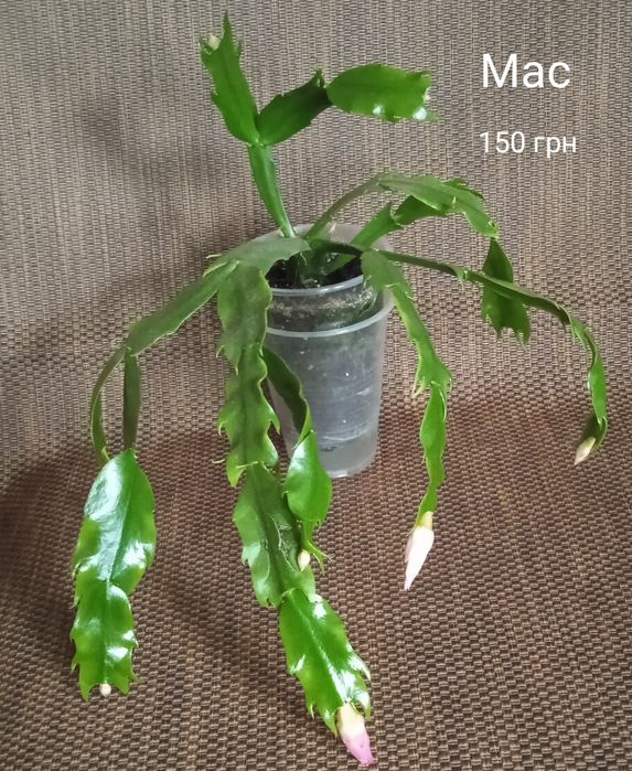 5 сортов взрослых шлмбергер,декабристов.