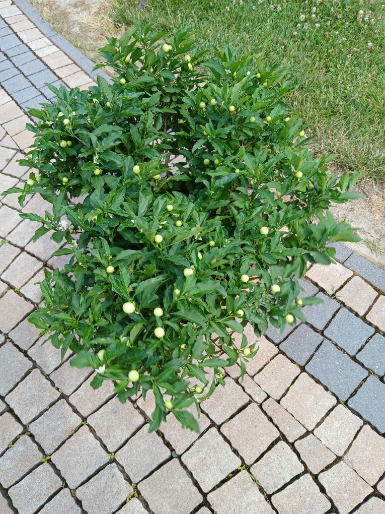 Psinka pomaranczowa .