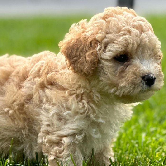 Maltipoo F1 piękne szczenię