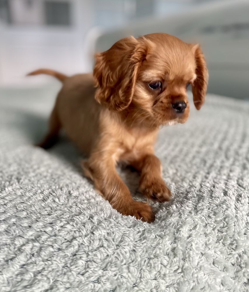 Cavalier king charles spaniel
