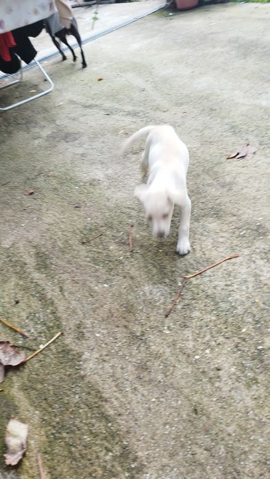 Dou cão branquinho com 2 meses