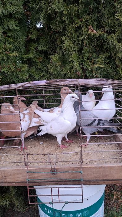 Gołębie stare z młodymi