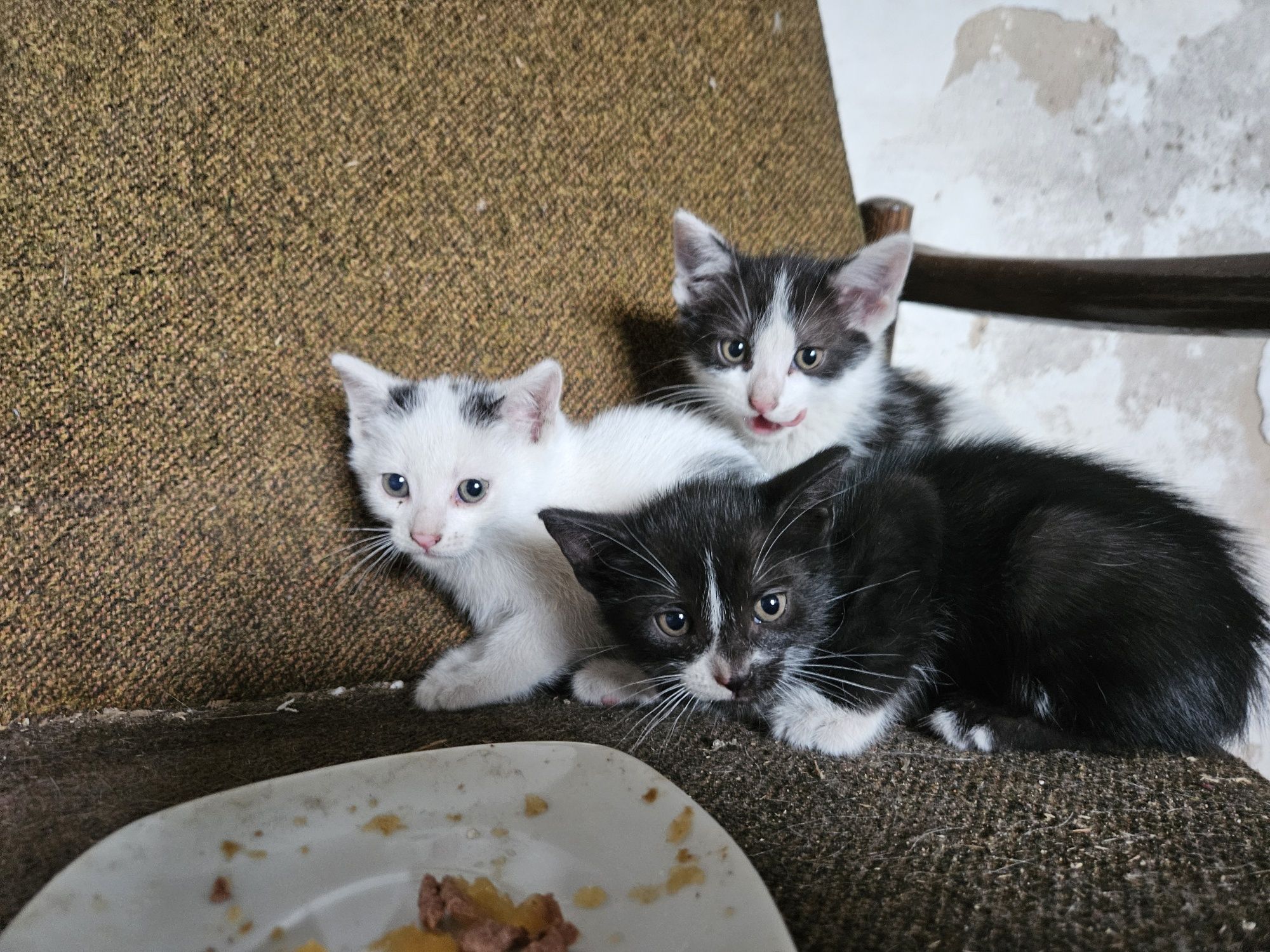3 Koty do oddania