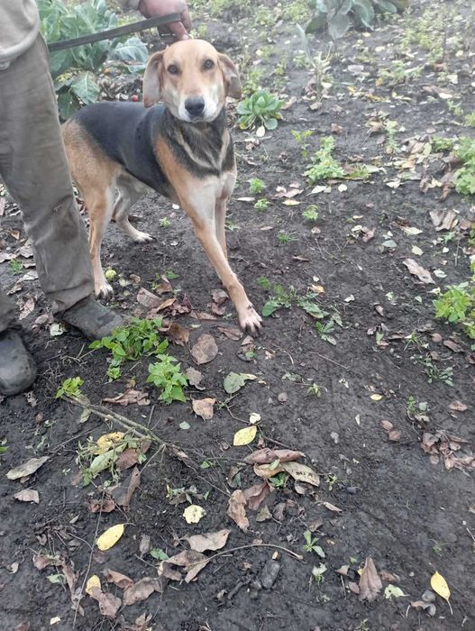 Продам Вижлеця руської гончої