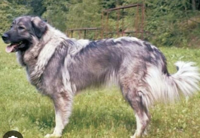 Отдам в добрые руки