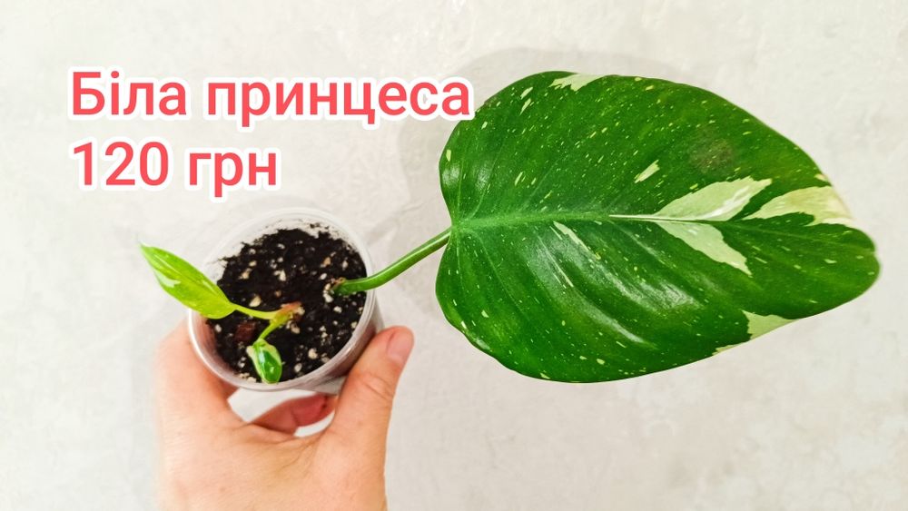 Пропоную ароїдні рослини, сансевієрії