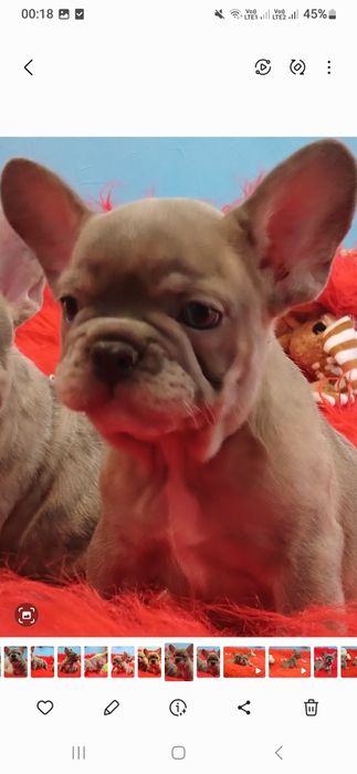 Французский бульдог голубого окраса МАЛЬЧИКИ Одесса