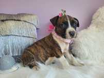 Rodzinna suczka amstaff!