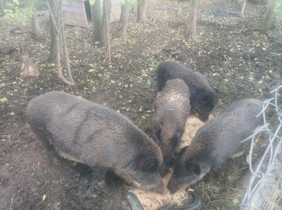 Продам дорослі Поросята  Терміново