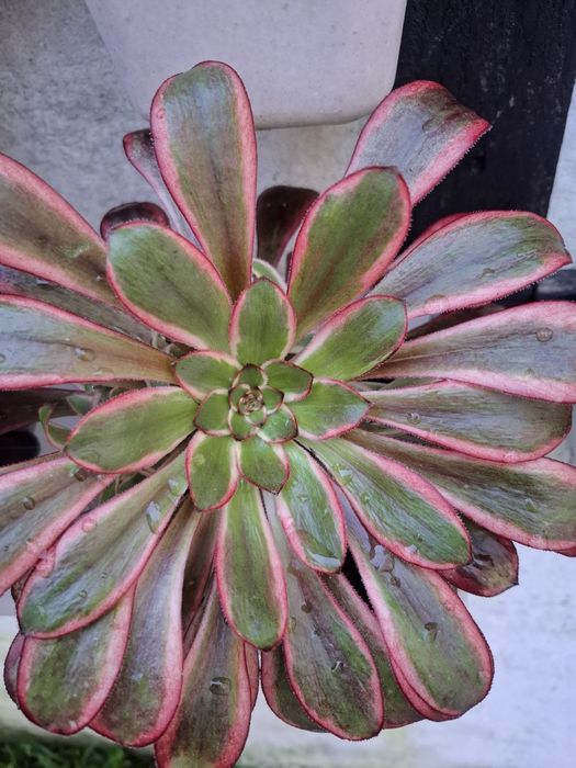 Plantas Suculentas raras de coleção