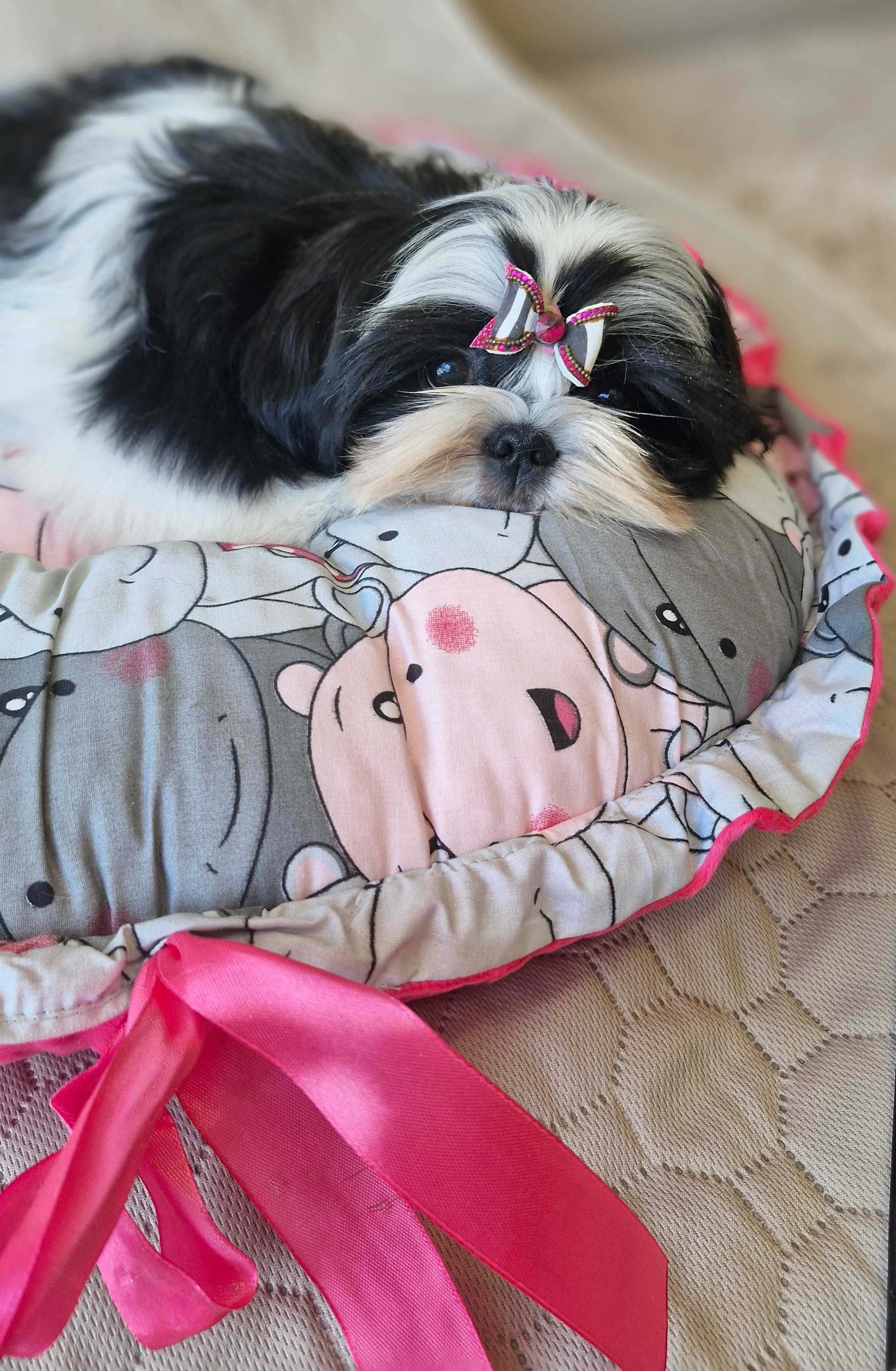 Śliczna dziewczynka  Shih Tzu ZKwP(FCI)