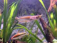 Arowana albina 22 cm.
