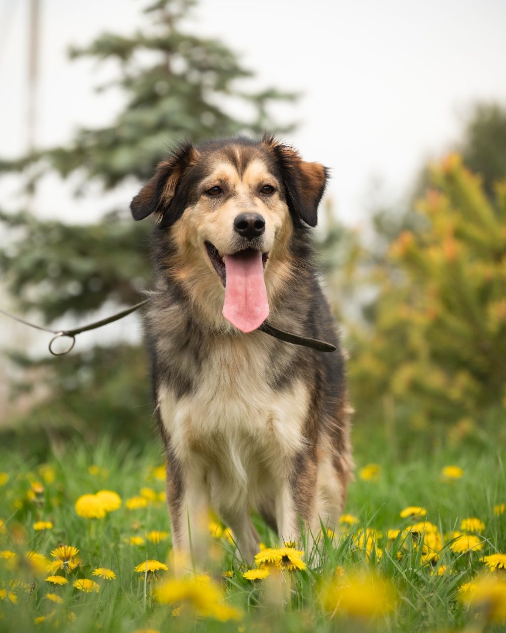 Muffinka kocha inne pieski, wysterylizowana do adopcji