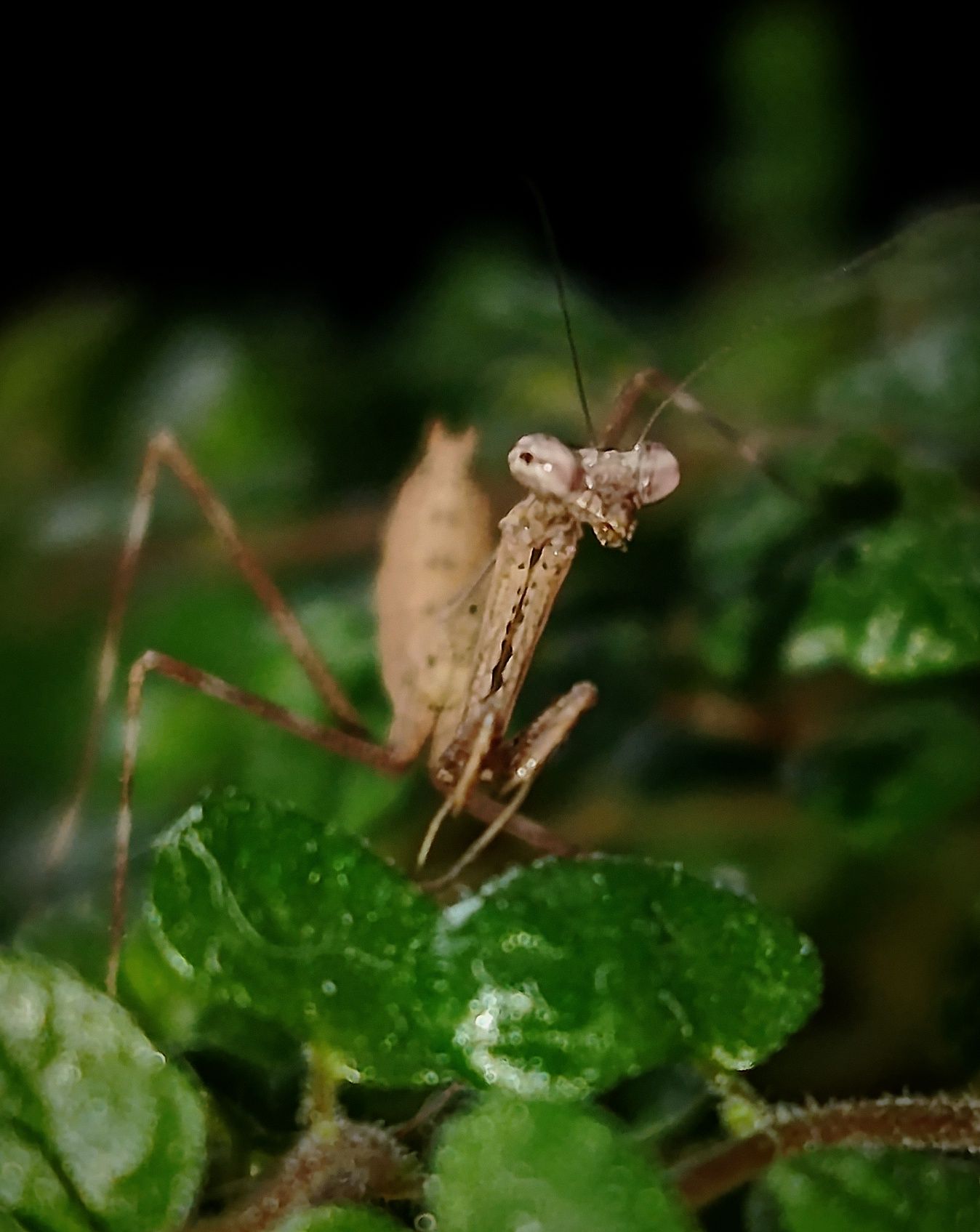 Modliszka Pseudempusa pinnapavonis
