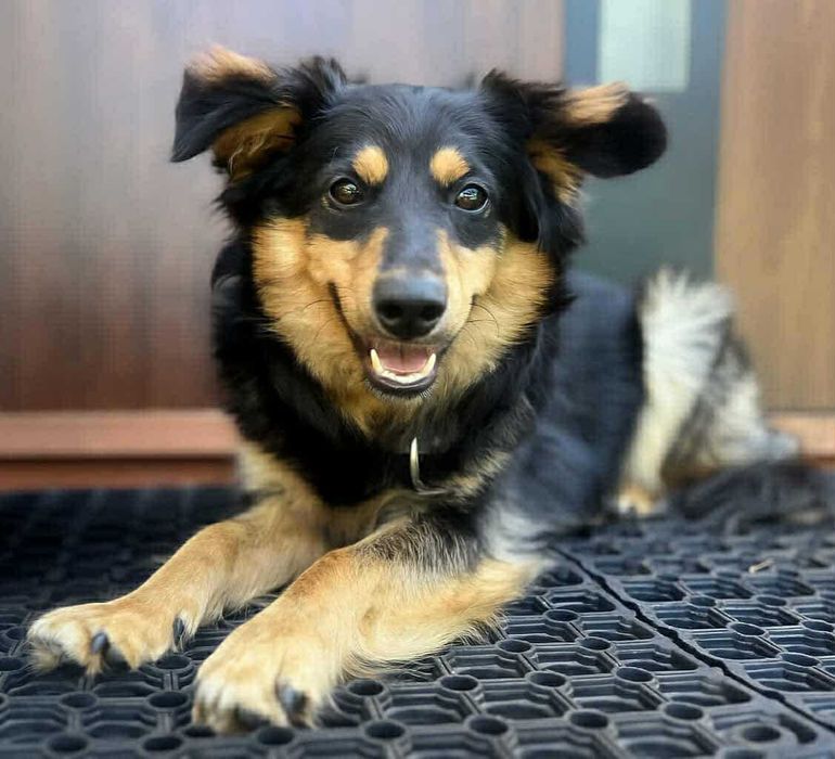 Toro szuka dobrego domu