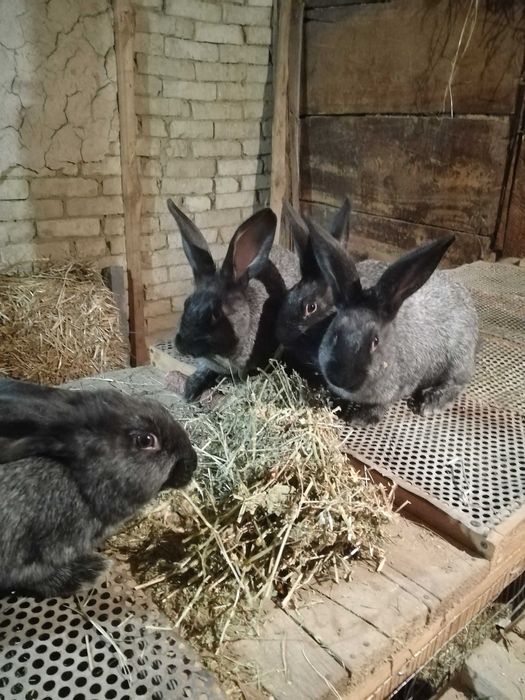 Продам кролів Потавське срібло