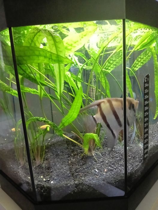 Akwarium 6-cio kątne