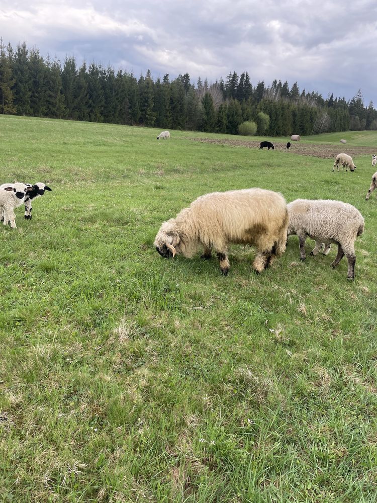 Sprzedam barana/tryka