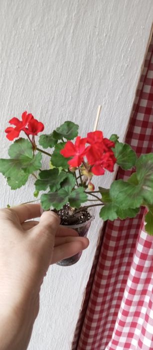 Великі живці сортових пеларгоній