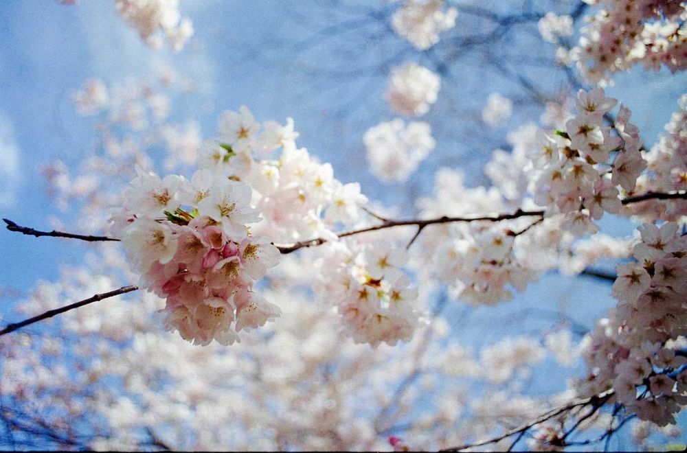 Обєктив Super Multi Coated Takumar 24mm f3 5