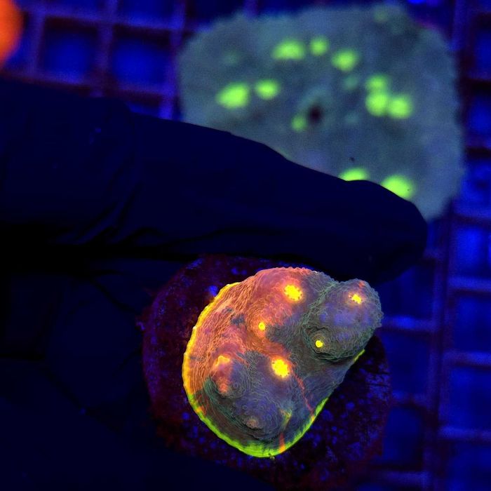 Chalice Jelly Bean frag