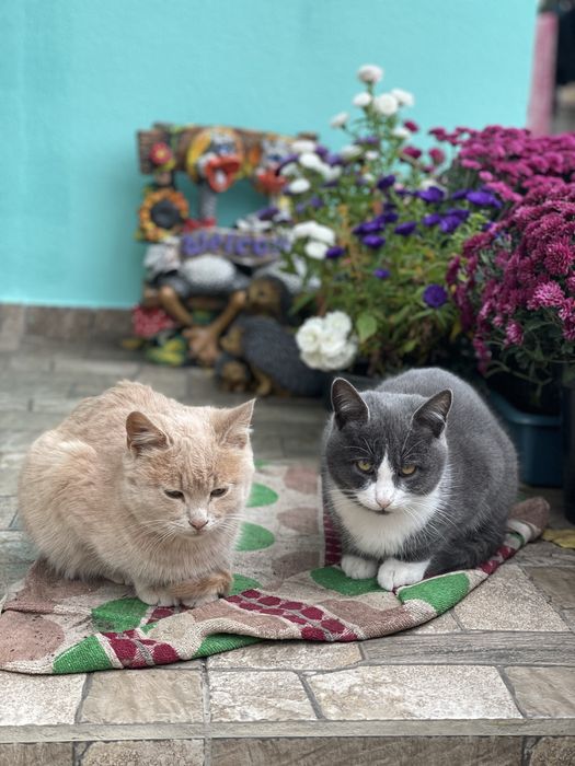 Шукаємо трьом кошенятам домівку.