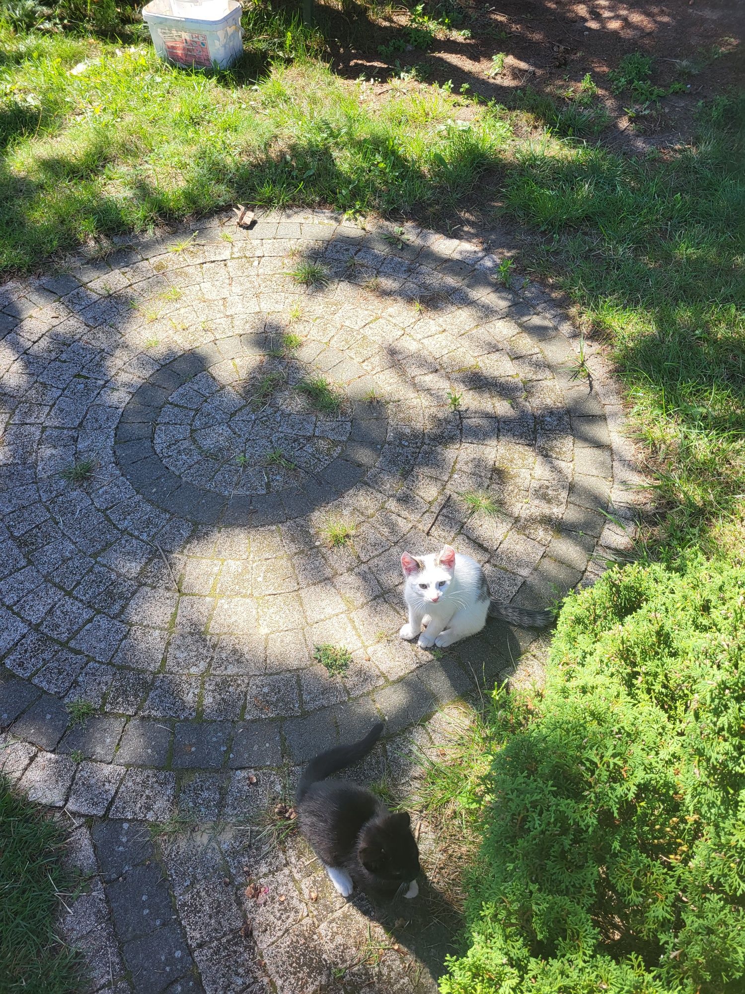Oddam kotka za darmo