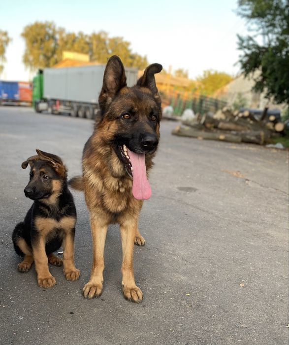 Продам цуценят німецької  вівчарки