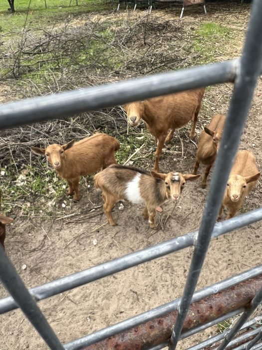 Cabritos anoes machos