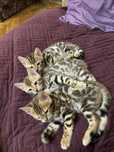 Бенгальский котенок