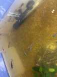Guppys sortidos várias cores
